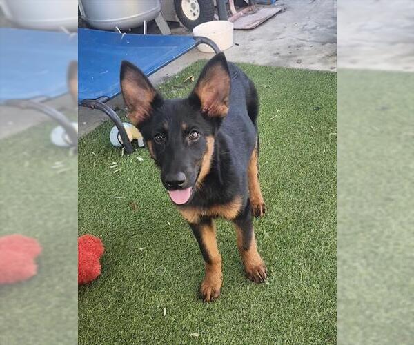 Medium Photo #1 German Shepherd Dog Puppy For Sale in Stockton, CA, USA