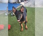 Small German Shepherd Dog