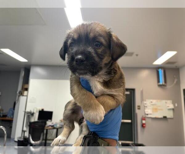 Medium Photo #1 Mutt Puppy For Sale in Riverside, CA, USA