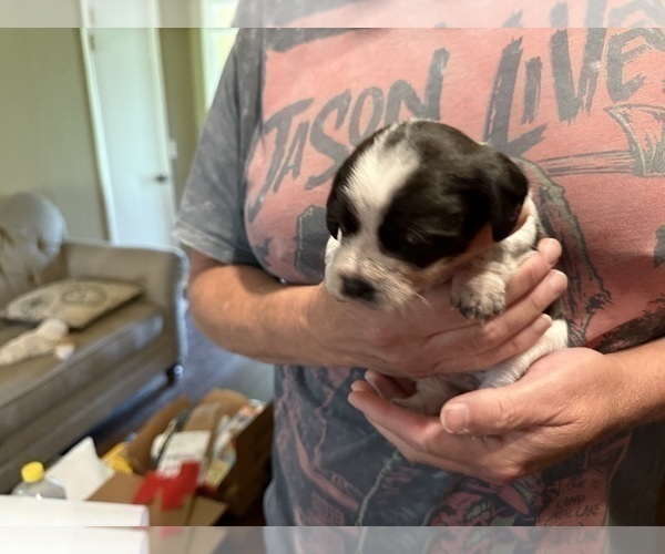 Medium Photo #42 Schweenie Puppy For Sale in DOTHAN, AL, USA