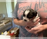 Small Photo #42 Schweenie Puppy For Sale in DOTHAN, AL, USA