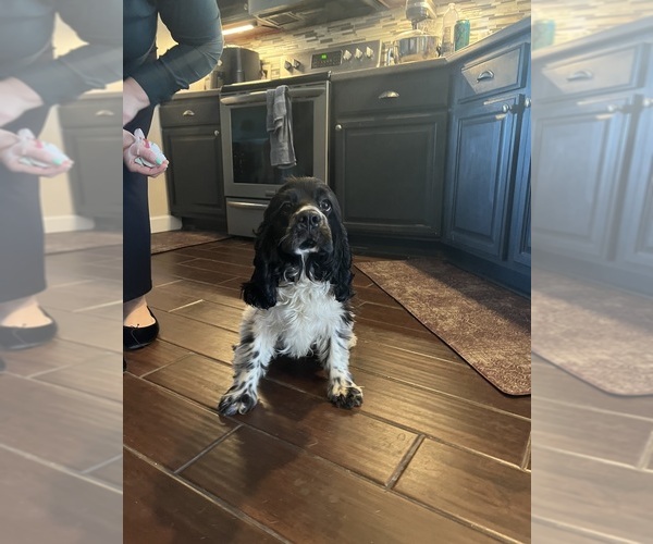 Medium Photo #1 Cocker Spaniel-Havanese Mix Puppy For Sale in GILLETT, PA, USA