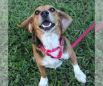 Small Photo #7 Beagle Puppy For Sale in Dunnellon, FL, USA