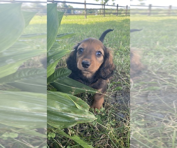 Medium Photo #5 Dachshund Puppy For Sale in CANOGA, NY, USA