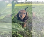 Small #4 Dachshund