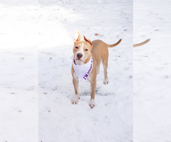 Medium Photo #4 Mutt Puppy For Sale in Crete, IL, USA