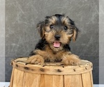 Small #4 Yorkshire Terrier