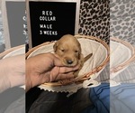 Small Photo #3 Golden Retriever Puppy For Sale in SAN BERNARDINO, CA, USA