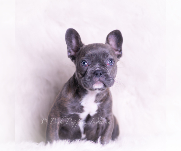 Medium Photo #2 French Bulldog Puppy For Sale in WARSAW, IN, USA