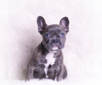 Small #1 French Bulldog