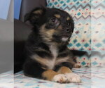 Small #2 Chihuahua