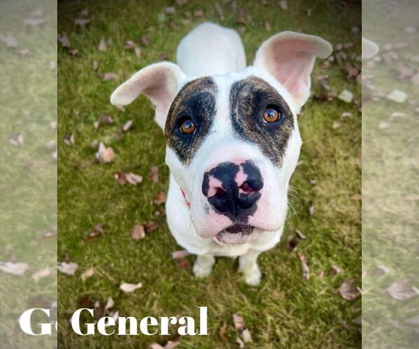Medium Photo #5 American Staffordshire Terrier-Unknown Mix Puppy For Sale in Sheboygan, WI, USA