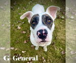 Small #4 American Staffordshire Terrier Mix