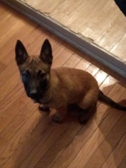 Belgian Malinois Puppy for sale in BEDFORD, KY, USA
