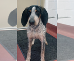 Small #2 Bluetick Coonhound