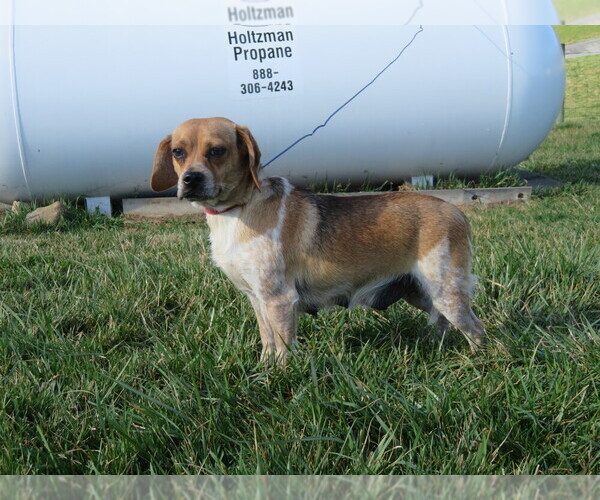 Medium Photo #1 Puggle Puppy For Sale in MOUNT SOLON, VA, USA