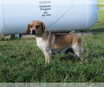Small Photo #1 Puggle Puppy For Sale in MOUNT SOLON, VA, USA