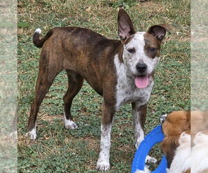 Beagle-Unknown Mix Dogs for adoption in Batavia, OH, USA