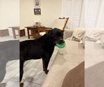 Small #26 Rottweiler Mix