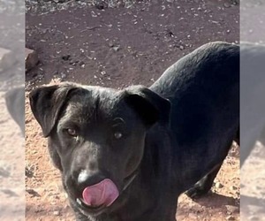 Labrador Retriever-Unknown Mix Dogs for adoption in phoenix, AZ, USA