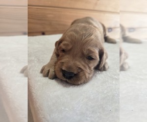 Goldendoodle Puppy for sale in WILLIAMSTOWN, KY, USA