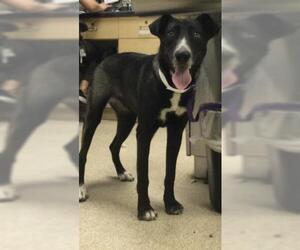 Labrador Retriever-Unknown Mix Dogs for adoption in Riverside, CA, USA