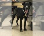 SOMBRA - Female Labrador Retriever-Unknown Mix Dog for Adoption - Small photo