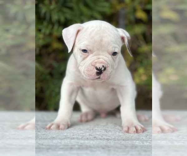 Medium Photo #9 American Bulldog Puppy For Sale in PLUMAS LAKE, CA, USA