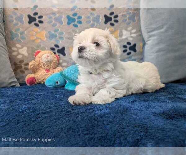 Medium Photo #3 Maltese Puppy For Sale in OCALA, FL, USA