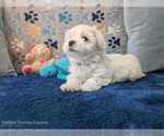 Small Photo #9 Maltese Puppy For Sale in OCALA, FL, USA