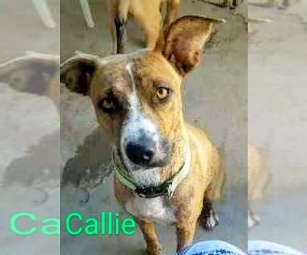 Medium Photo #1 Mutt Puppy For Sale in Vail, AZ, USA