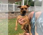 Paco - Male Chihuahua-Unknown Mix Dog for Adoption - Small photo