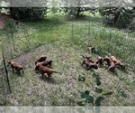 Small Photo #9 Rhodesian Ridgeback Puppy For Sale in DIVIDE, CO, USA
