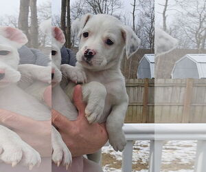 Labrador Retriever-Unknown Mix Dogs for adoption in Rockaway, NJ, USA