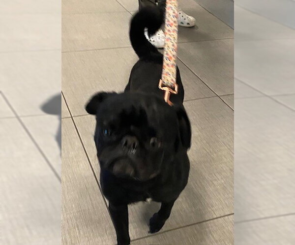 Medium Photo #1 Pug Puppy For Sale in Rancho Cucamonga, CA, USA