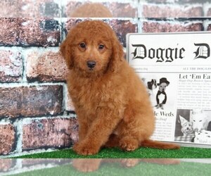 Goldendoodle Puppy for sale in BEL AIR, MD, USA