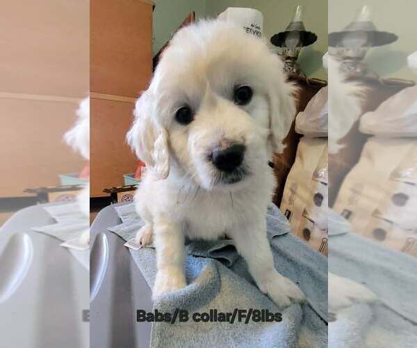 Medium Photo #1 Great Pyrenees-Unknown Mix Puppy For Sale in Aurora, IN, USA