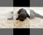 Small #2 Labradoodle