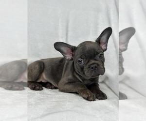 French Bulldog Puppy for Sale in BOSTON, Massachusetts USA