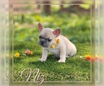 Small Photo #6 French Bulldog Puppy For Sale in PALM BAY, FL, USA