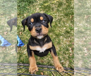 American Pit Bull Terrier-Bernese Mountain Dog Mix Dogs for adoption in Rockaway, NJ, USA