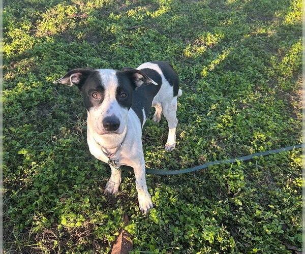 Medium Photo #2 American Staffordshire Terrier-Unknown Mix Puppy For Sale in Ocala, FL, USA