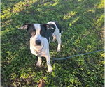 Small #1 American Staffordshire Terrier Mix