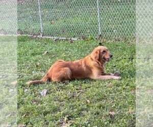 Golden Retriever Dogs for adoption in Lewistown, PA, USA
