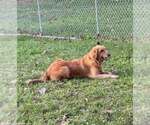 Belle - Female Golden Retriever Dog for Adoption - Small photo