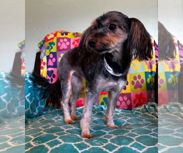 Medium Photo #8 Mutt Puppy For Sale in Pacolet, SC, USA