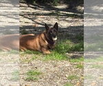Small Photo #2 Mutt Puppy For Sale in Imlay City, MI, USA