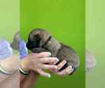 Small Photo #16 Belgian Malinois Puppy For Sale in S CHARLESTON, WV, USA