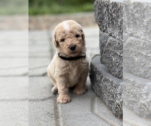 Goldendoodle Puppy for sale in MARYVILLE, MO, USA