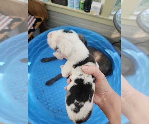Medium Photo #4 Great Dane Puppy For Sale in ALVORD, TX, USA